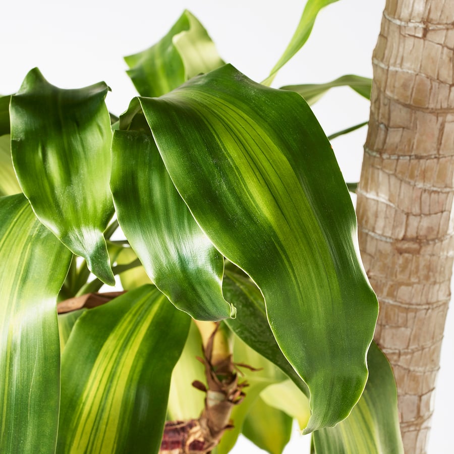 Dracaena Massangeana Potted plant, Dom Plant, 2-stem, 24cm