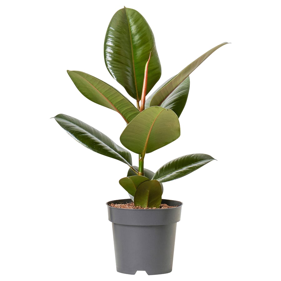 Ficus Elastica Potted Plant, Rubber Plant, 12 cm