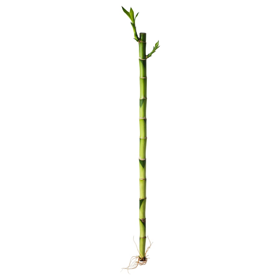 Dracaena Plant, Lucky Bamboo, 45 cm