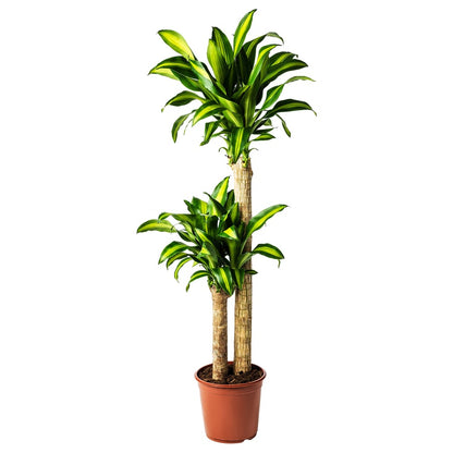 Dracaena Massangeana Potted plant, Dom Plant, 2-stem, 24cm