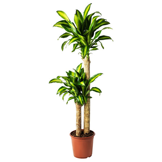 Dracaena Massangeana Potted plant, Dom Plant, 2-stem, 24cm