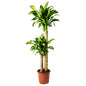 Dracaena Massangeana Potted plant, Dom Plant, 2-stem, 24cm