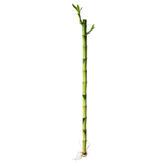 Dracaena Plant, Lucky Bamboo, 45 cm