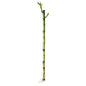 Dracaena Plant, Lucky Bamboo, 45 cm